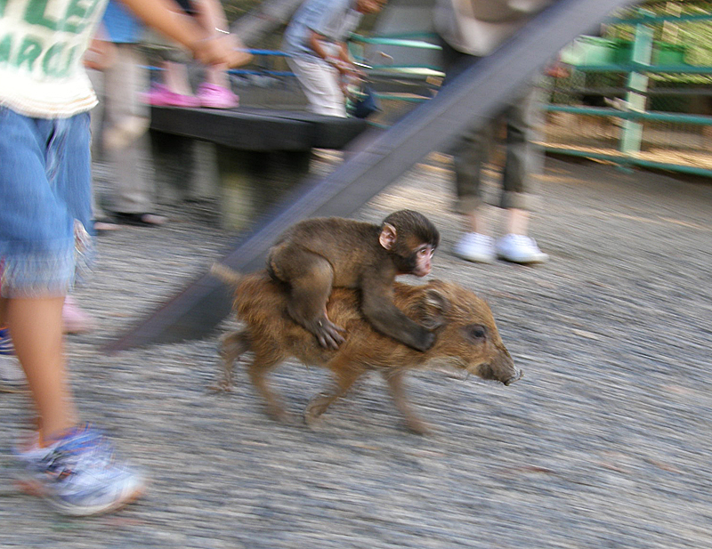 以前ニュースで話題になった 福知山動物園のニホンザル みわちゃん とウリボウ 猪の子供 京都の遊び場 穴場スポット 京都の歩き方